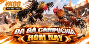 Đá Gà Campuchia Hôm Nay